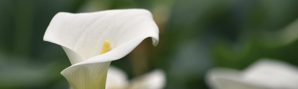 image of a lily